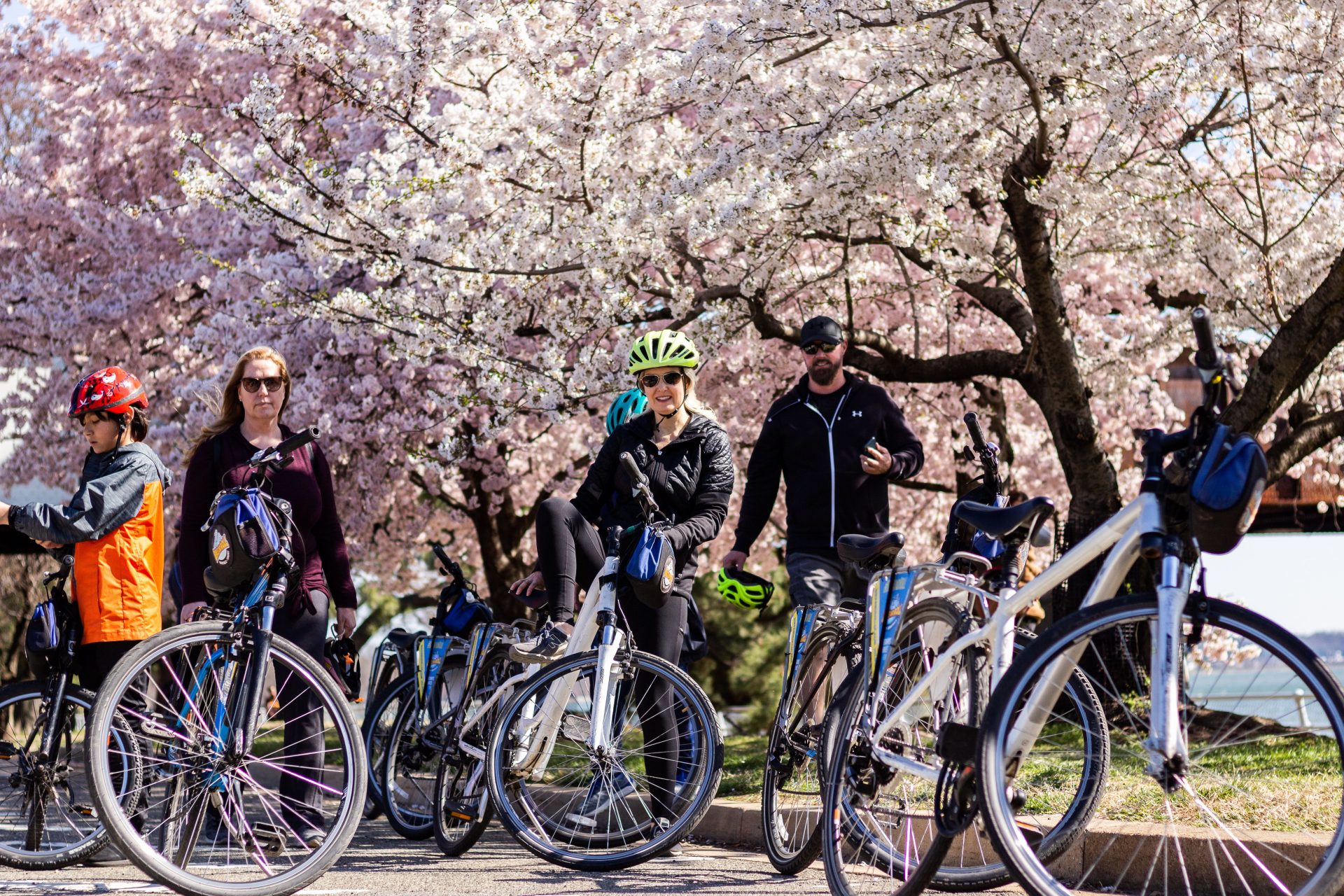The Best Way to Experience Cherry Blossom Season in D.C